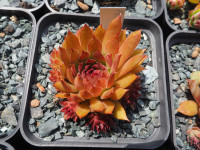 /album/fotogalerie-nabidka/sempervivum-feuerlight-jpg/